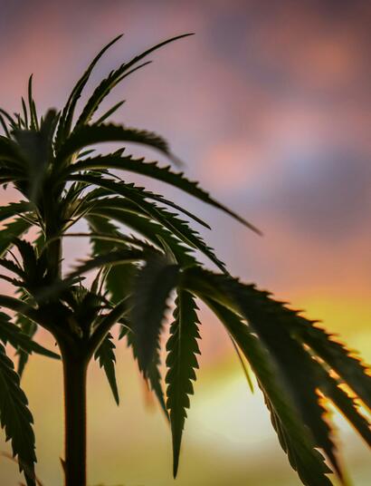 Welches Cannabis eignet sich am besten für Textilien oder Hautpflegeprodukte