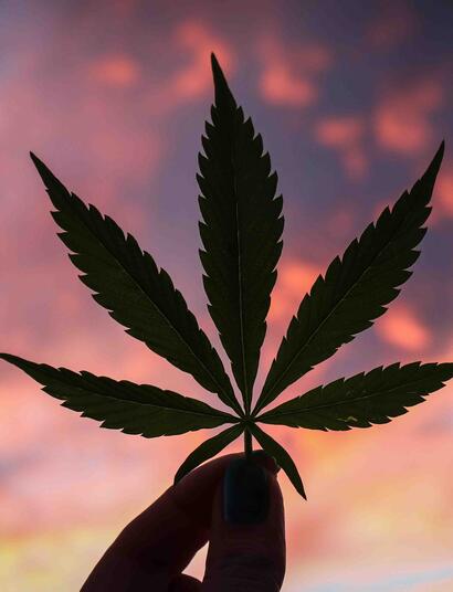 Cannabis ad alto contenuto di CBD – La realtà è uno sballo!