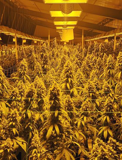 Cannabis, miglioramento genetico e l'importanza dell’artigianato.