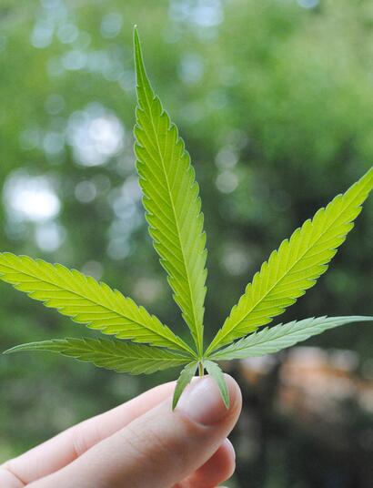 cannabis