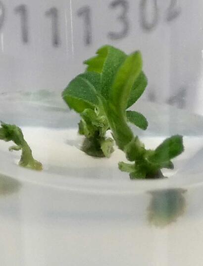 La poliploidizzazione come metodo potenziale per ottenere rese più elevate