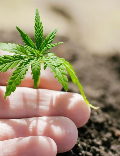 La propagazione della canapa