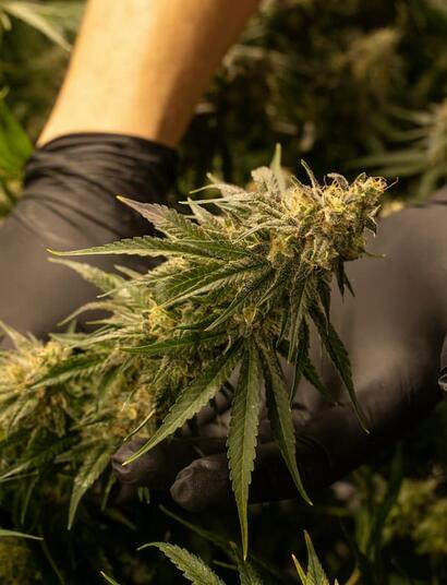 More than 300 Ascend Wellness workers in Illinois have ratified their first Teamsters contract, ending one of the largest strikes in the US cannabis industry. 