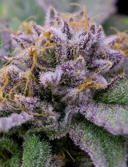 Cómo lavar las raíces de marihuana para cosechar cogollos púrpuras.