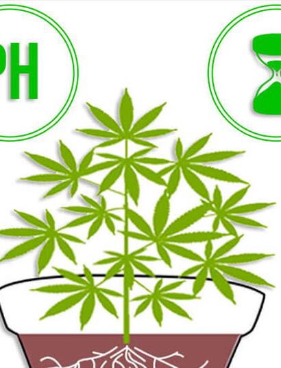 Lavado de raíces en tus plantas de marihuana