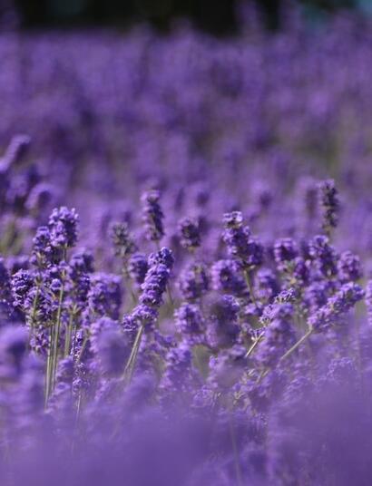 Lavanda y cannabis, dos hierbas para fumar y bajar la ansiedad.