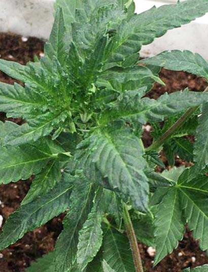 Le cannabis et le virus latent du houblon