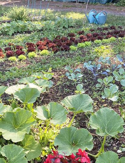 Le mouvement Regenerative Cannabis et la certification DEMPure