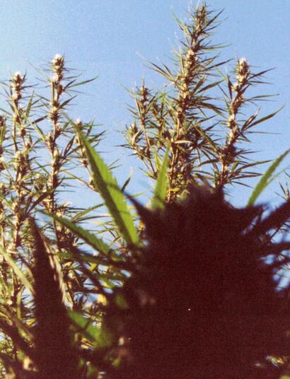 Le origini delle banche dei semi di cannabis in Spagna