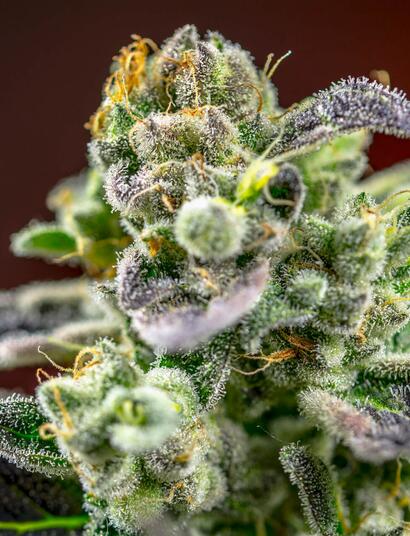 Le Reine du jardin: la Sweet Zkittlez® de Sweet Seeds®