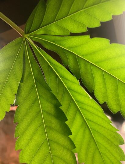 leaf and "medicine"