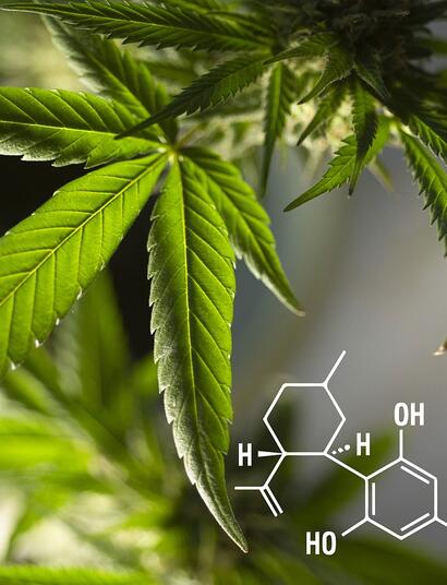 CBD in Europa: come funziona?