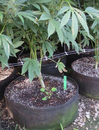 Les gros pots font les grosses plantes