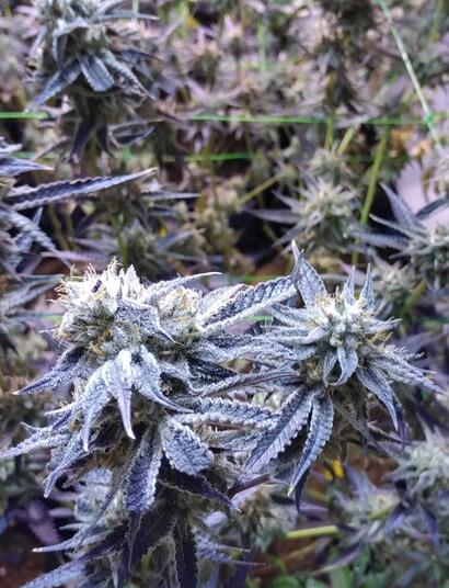 L’hydroponie biologique ou bioponie