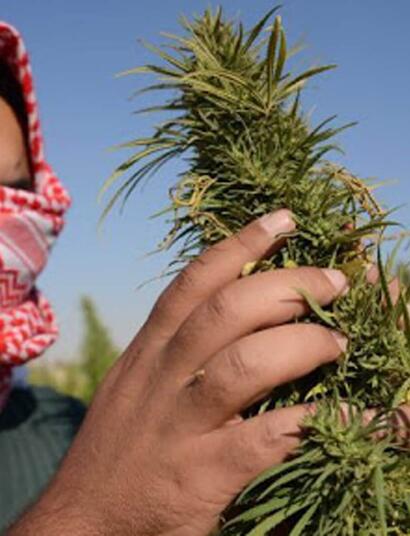 Libanon jako první arabská země legalizuje pěstování konoúpí pro léčebné využití, chce tak čelit ekonomické krizi
