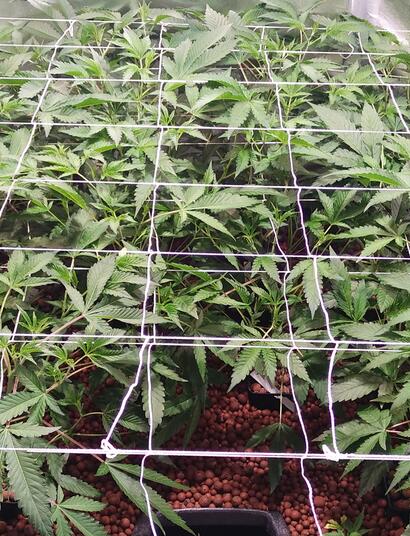 L’idroponica biologica o “Bioponia”: il concetto della “Terra Liquida”