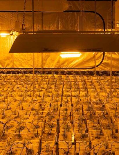 Cannabis indoor e bollette: come risparmiare energia