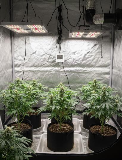 Armario de cultivo interior de cannabis moderno con plantas sanas, luminarias LED y sodio, ventilación y equipo completo para cultivo eficiente