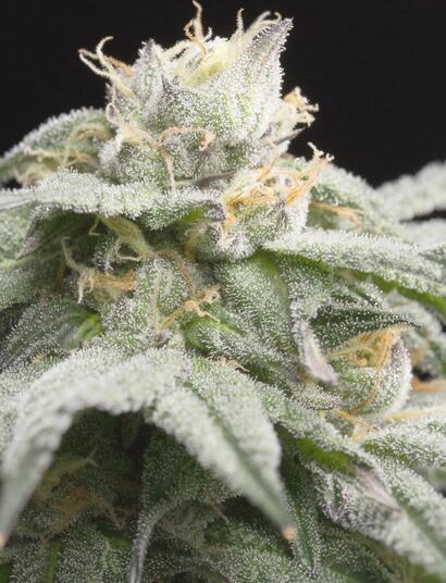 Llegan las variedades Gelato y Sunset Sherbert originales