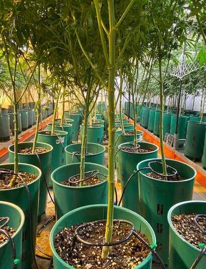 Cultivo solidario de Lobby Med Dispensario Médico.