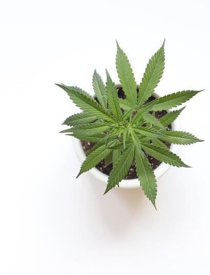 Luz blanca en la marihuana: vegetativo, germinación y floración