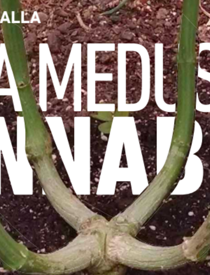 Poda cannábica: Mainlining de exterior