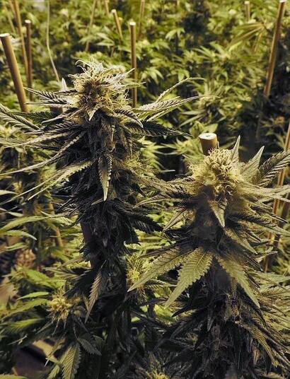 España, modelo de regulación asociativo