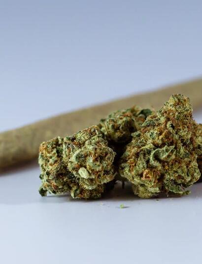 ¿Cómo manejar un cultivo de marihuana vegana o vegánica?