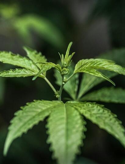 ¿Por qué la marihuana autofloreciente mitiga daños de lluvia y humedad?