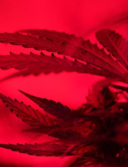 Floración en la marihuana espectro rojo y PAR.