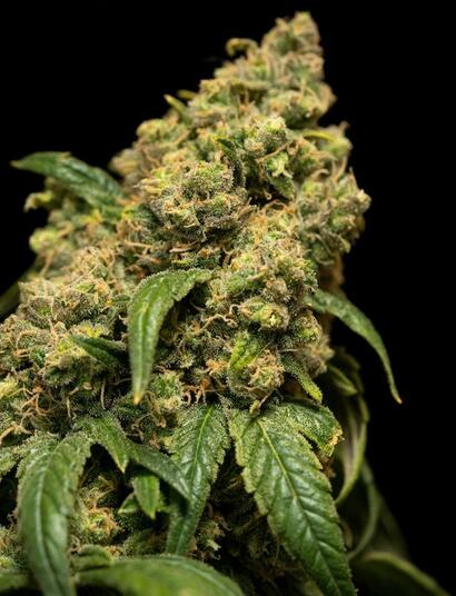 Silicio (Si), sodio (Na) y cobalto (Co): micronutrientes no esenciales contra el estrés que mejoran disponibilidad de nutrientes.