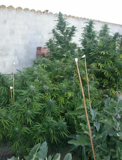 Plantas de marihuana en floración