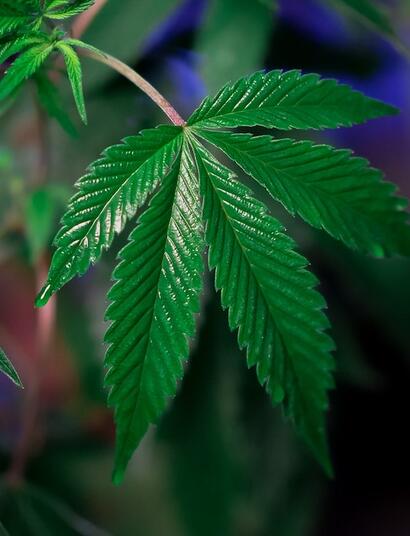 ¿Cuándo fertilizar marihuana en estado vegetativo?