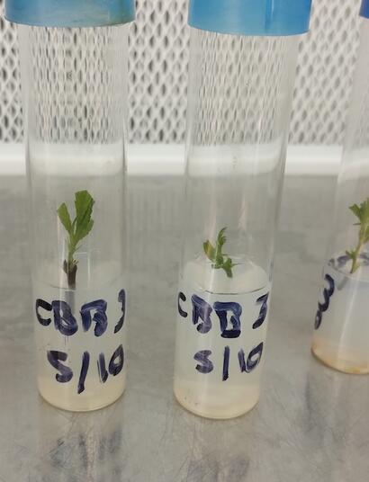 Micropropagación de la marihuana.