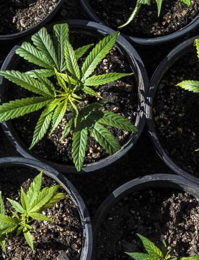 Propiedades: pros y contra de liberación rápida y lenta de nutrientes cannábicos