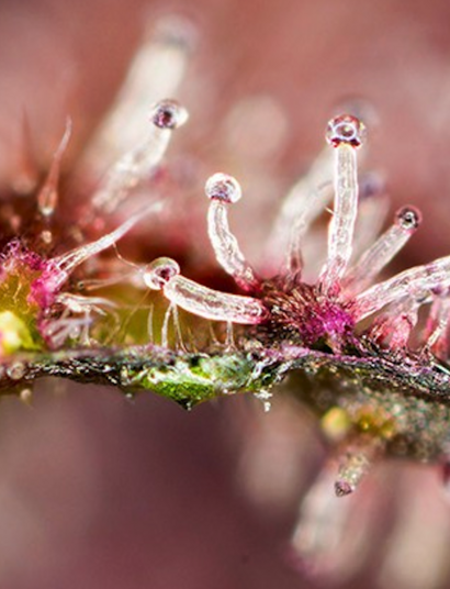 Tropicanna Poison F1 Fast Version de Sweet Seeds.