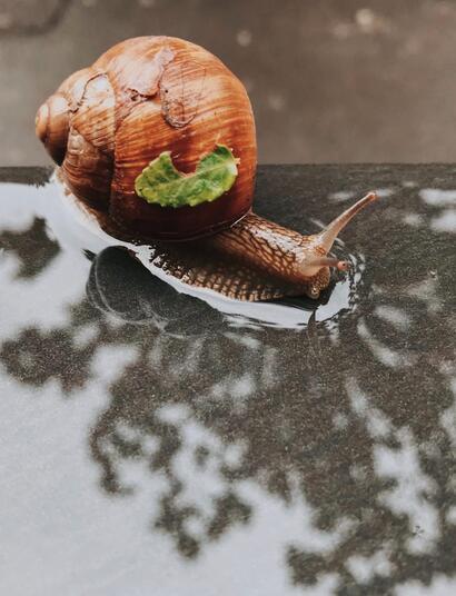 Controla caracoles en el cannabis.