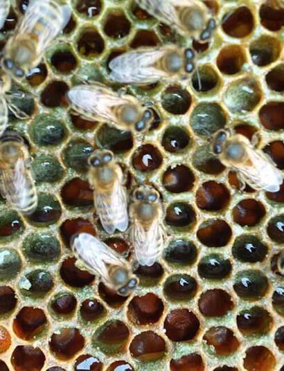 Las abejas de la marihuana. 