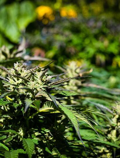 CBG Matka kannabinoidów