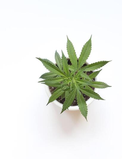 marijuana decriminalization, the MORE Act. 
