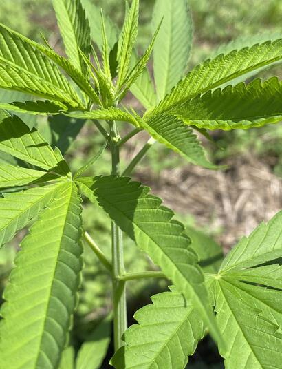 Prevence nemocí a škůdců