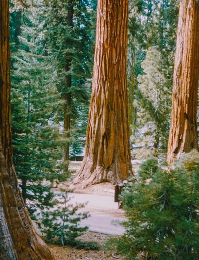 More than 2,000 of illegally planted cannabis plants were removed from California’s Sequoia national park. Park rangers detailed site damage in a report. 