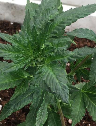 Marijuana und das Latente Hopfenviroid