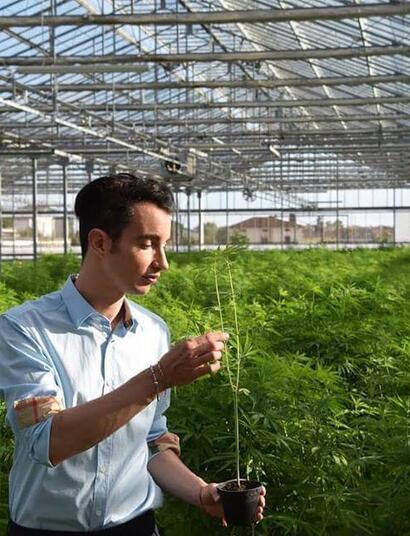 Una coltivazione in serra