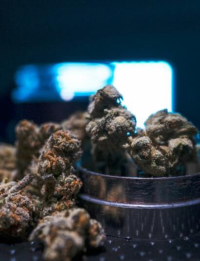¿Cómo-cultivar-cannabis-de-la-variedad-Blue-Dream?