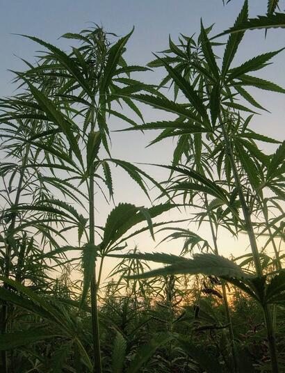 Canapa legale: svolta storica in Corte Costituzionale contro l'Articolo 18