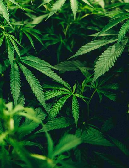 cannabis