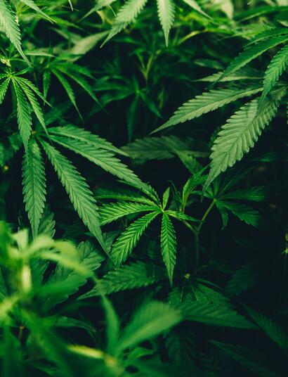 Cannabis Quality Control