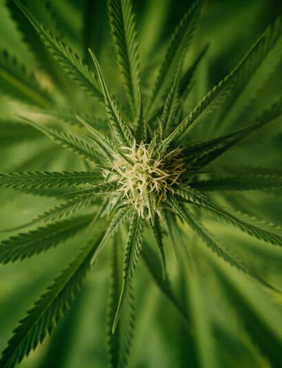 medical cannabis flower. 