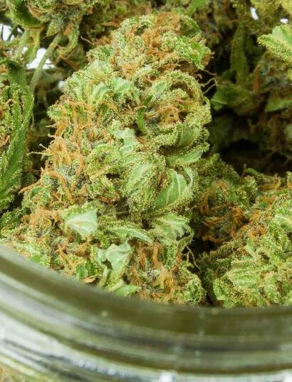Medical cannabis curing in a jar. 
